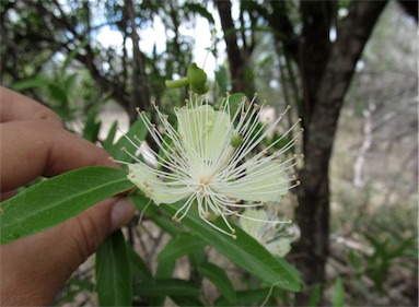 APII jpeg image of Capparis loranthifolia  © contact APII