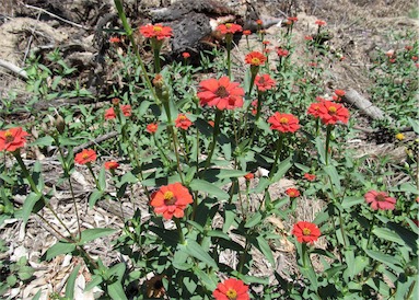 APII jpeg image of Zinnia peruviana  © contact APII