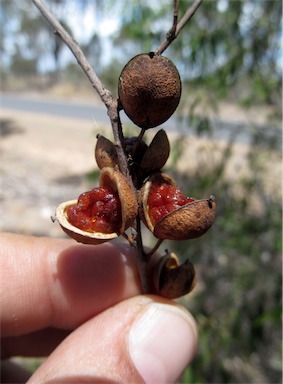 APII jpeg image of Pittosporum angustifolium  © contact APII