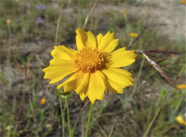 APII jpeg image of Coreopsis lanceolata  © contact APII