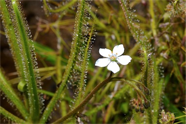 APII jpeg image of Drosera indica  © contact APII