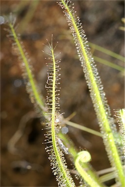 APII jpeg image of Drosera indica  © contact APII