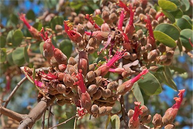 APII jpeg image of Bauhinia cunninghamii  © contact APII