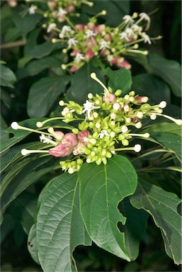 APII jpeg image of Clerodendrum longiflorum  © contact APII