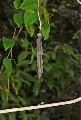 APII jpeg image of Mucuna gigantea  © contact APII