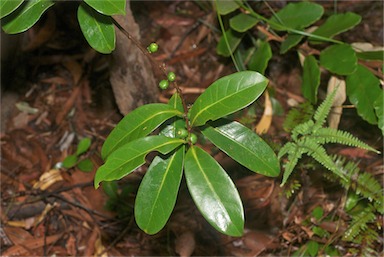 APII jpeg image of Cyclophyllum rostellatum  © contact APII