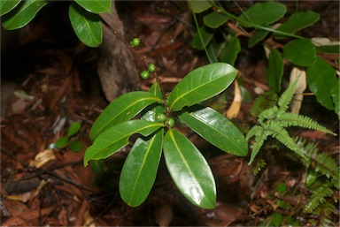 APII jpeg image of Cyclophyllum rostellatum  © contact APII