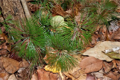 APII jpeg image of Schizaea dichotoma  © contact APII