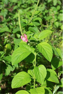 APII jpeg image of Stachytarpheta mutabilis  © contact APII