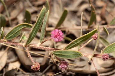 APII jpeg image of Acacia purpureopetala  © contact APII