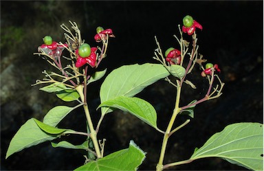 APII jpeg image of Clerodendrum costatum  © contact APII