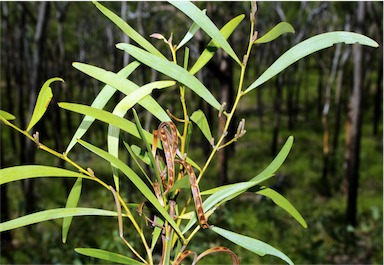 APII jpeg image of Acacia calyculata  © contact APII