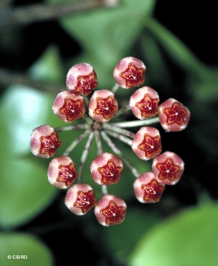 APII jpeg image of Hoya revoluta  © contact APII