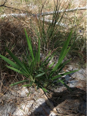 APII jpeg image of Dianella odorata  © contact APII