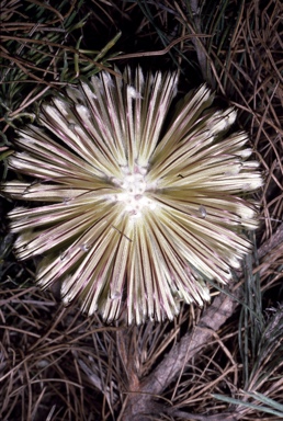 APII jpeg image of Banksia lanata  © contact APII