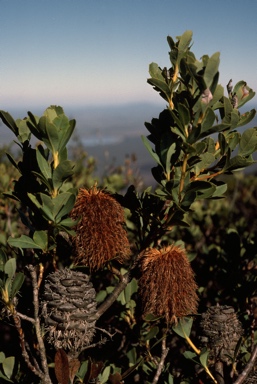 APII jpeg image of Banksia oreophila  © contact APII