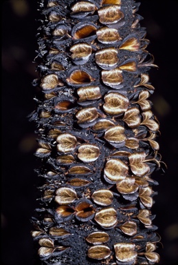 APII jpeg image of Banksia robur  © contact APII