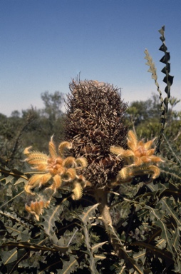 APII jpeg image of Banksia victoriae  © contact APII