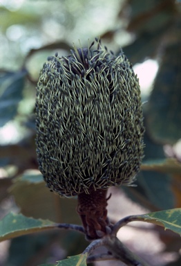 APII jpeg image of Banksia robur  © contact APII