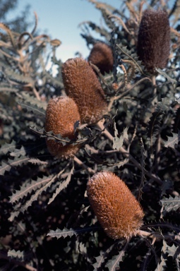 APII jpeg image of Banksia victoriae  © contact APII