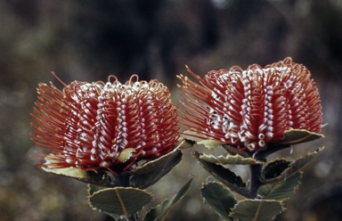 APII jpeg image of Banksia coccinea  © contact APII