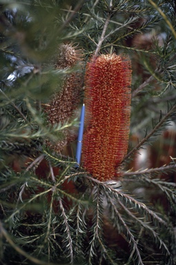 APII jpeg image of Banksia ericifolia  © contact APII