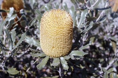 APII jpeg image of Banksia media  © contact APII