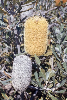 APII jpeg image of Banksia media  © contact APII