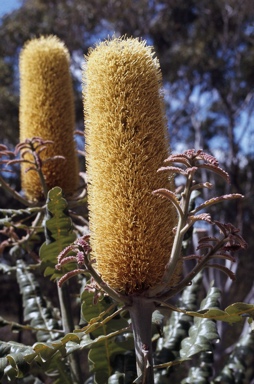 APII jpeg image of Banksia grandis  © contact APII