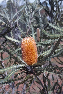 APII jpeg image of Banksia burdettii  © contact APII