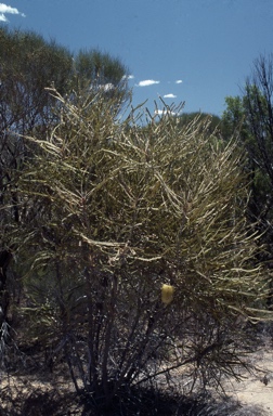 APII jpeg image of Banksia elderiana  © contact APII