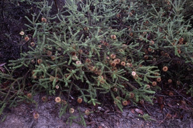 APII jpeg image of Banksia meisneri var. meisneri  © contact APII