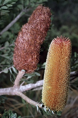 APII jpeg image of Banksia praemorsa  © contact APII