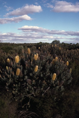 APII jpeg image of Banksia sceptrum  © contact APII