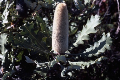 APII jpeg image of Banksia solandri  © contact APII