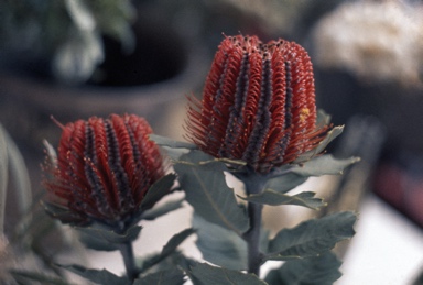 APII jpeg image of Banksia coccinea  © contact APII