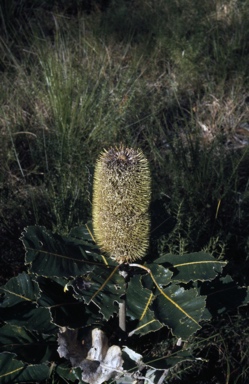 APII jpeg image of Banksia robur  © contact APII