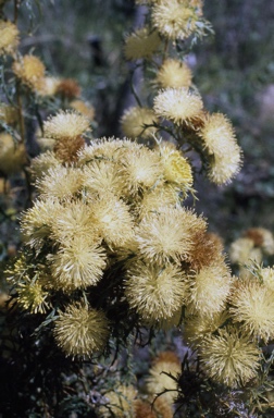 APII jpeg image of Banksia polycephala  © contact APII