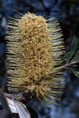 APII jpeg image of Banksia integrifolia  © contact APII