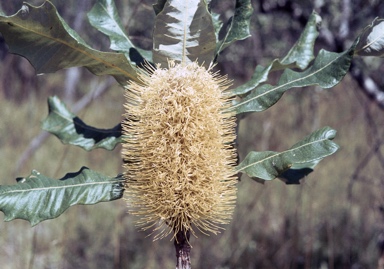 APII jpeg image of Banksia dentata  © contact APII