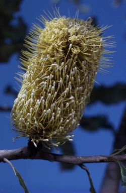 APII jpeg image of Banksia dentata  © contact APII