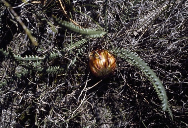 APII jpeg image of Banksia  © contact APII