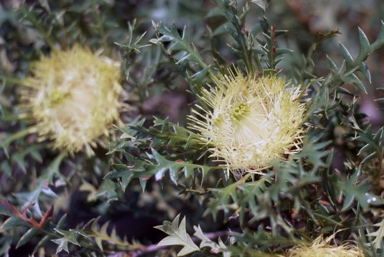 APII jpeg image of Banksia  © contact APII