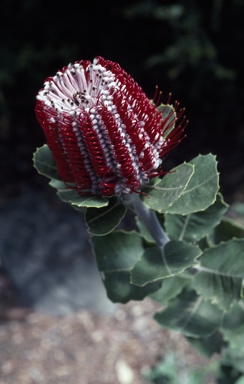 APII jpeg image of Banksia coccinea 'Waite Crimson'  © contact APII