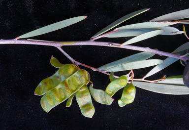 APII jpeg image of Acacia aneura  © contact APII