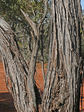 APII jpeg image of Acacia cana  © contact APII