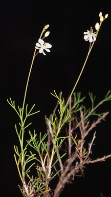 APII jpeg image of Arabidella trisecta  © contact APII