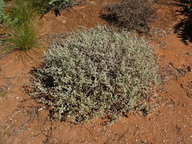 APII jpeg image of Atriplex acutibractea subsp. acutibractea  © contact APII