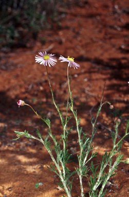 APII jpeg image of Brachyscome ciliaris  © contact APII