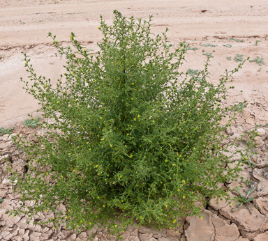 APII jpeg image of Dittrichia graveolens  © contact APII